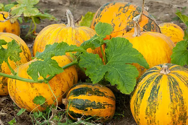 "Pumpkins in a row on the field in autumn. The species of this pumpkins is Cucurbita pepo, a cultivated plant of the genus Cucurbita. (Was seen in Brandenburg, Germany).For more pictures, please look here:"