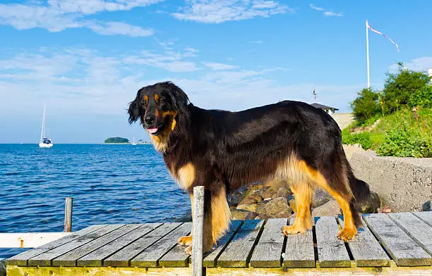 mature female hovawart dog standing on a jetty at Horup in Denmark