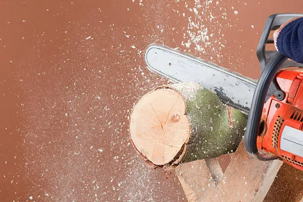 Close up of a log being sawn with a chainsaw - lots of sawdust detritus. Studio shot.