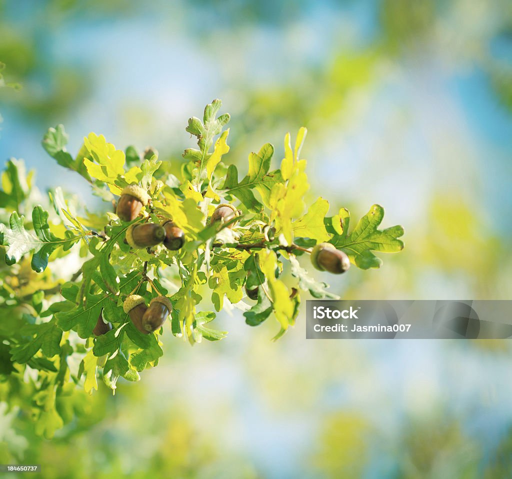 Foglie e ghiande di quercia - Foto stock royalty-free di Cielo