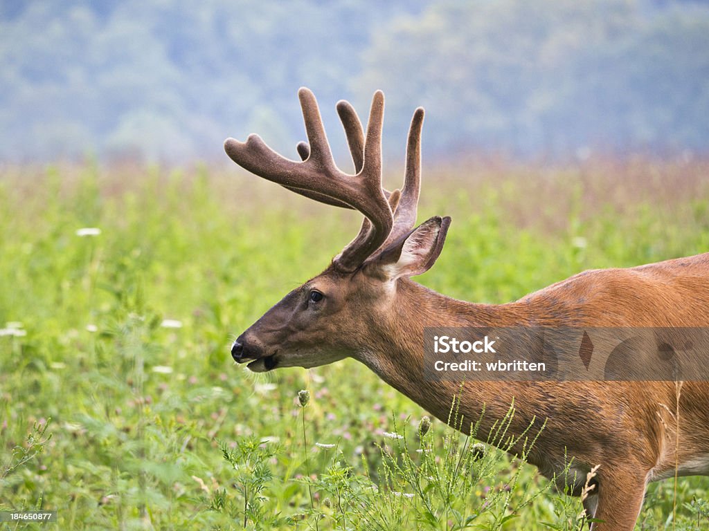 Deer Buck em Cades Cove área do efeito Smoky Montanhas - Royalty-free Animal Foto de stock