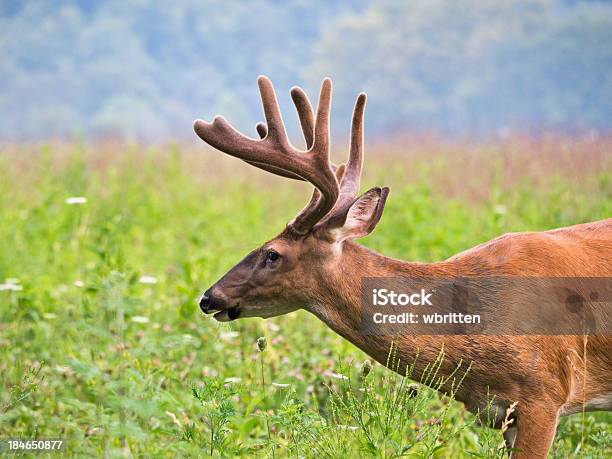 Deer Buck Em Cades Cove Área Do Efeito Smoky Montanhas - Fotografias de stock e mais imagens de Animal