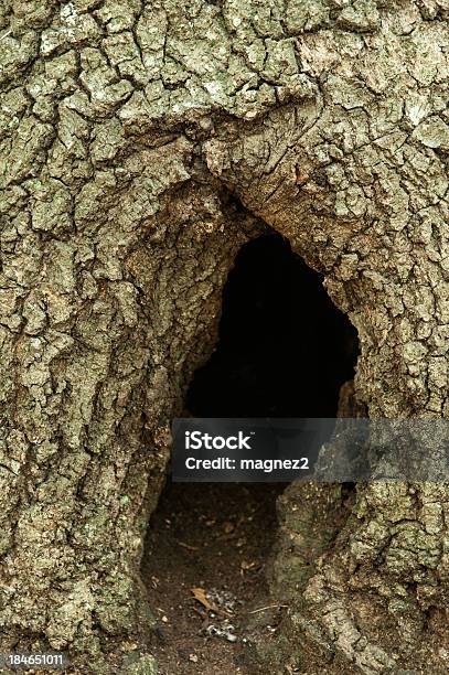짐승 나무 Hideout 0명에 대한 스톡 사진 및 기타 이미지 - 0명, 구멍, 나무