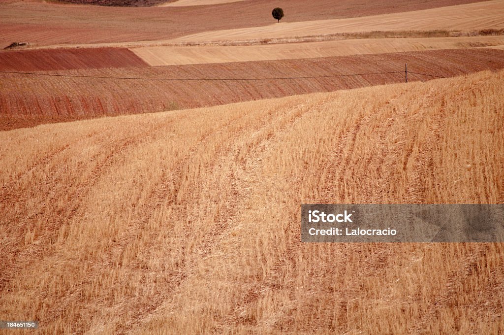 Corn Field - Foto de stock de Agricultura libre de derechos