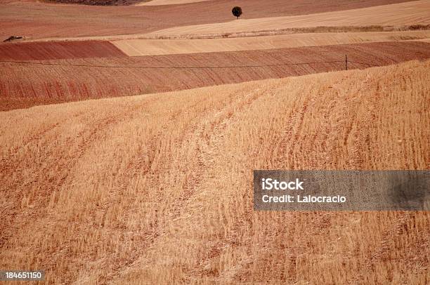 Corn Field Foto de stock y más banco de imágenes de Agricultura - Agricultura, Aire libre, Ajardinado