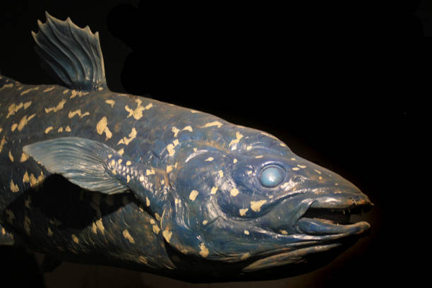 latimeria fish isolated latimeria fish isolated on the black background coelacanth photos stock pictures, royalty-free photos & images