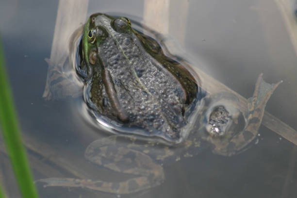 istock green frog in the water 1846512661