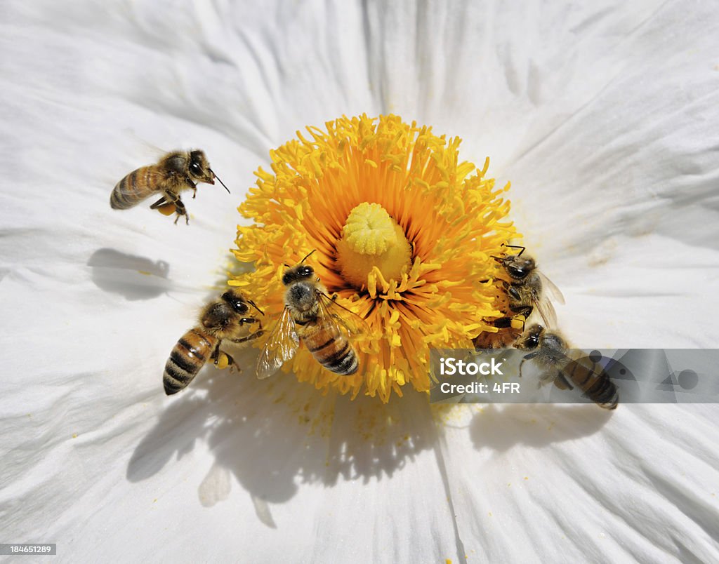 Le api da miele pollinating un fiore selvatico (Macro - Foto stock royalty-free di Ape