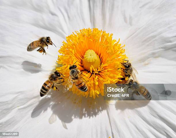 Le Api Da Miele Pollinating Un Fiore Selvatico Macro - Fotografie stock e altre immagini di Ape