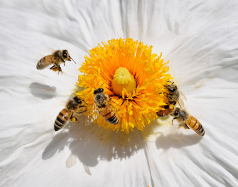Honey Bees pollinating a Wild Flower. Nikon D3X. Converted from RAW. 1:1 macro.