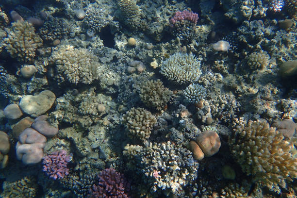 istock coral reef from the Red sea 1846513227