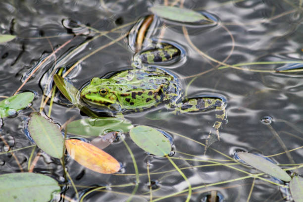 istock green frog in the water 1846513773