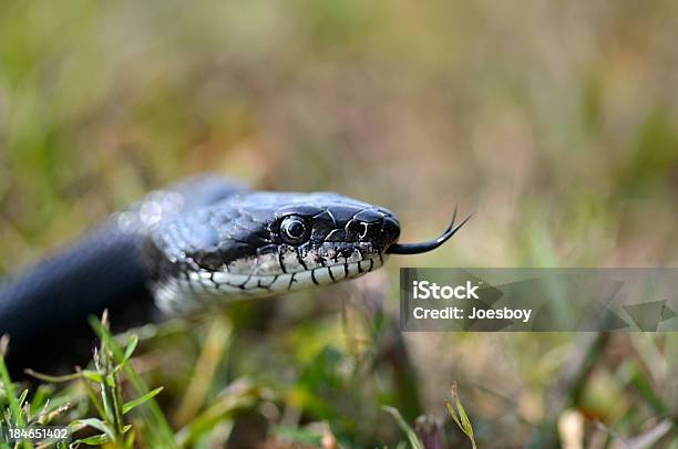 Ratsnake Z Rosochatym Językiem - zdjęcia stockowe i więcej obrazów Bez ludzi - Bez ludzi, Czarny Wąż Szczura, Część ciała zwierzęcia