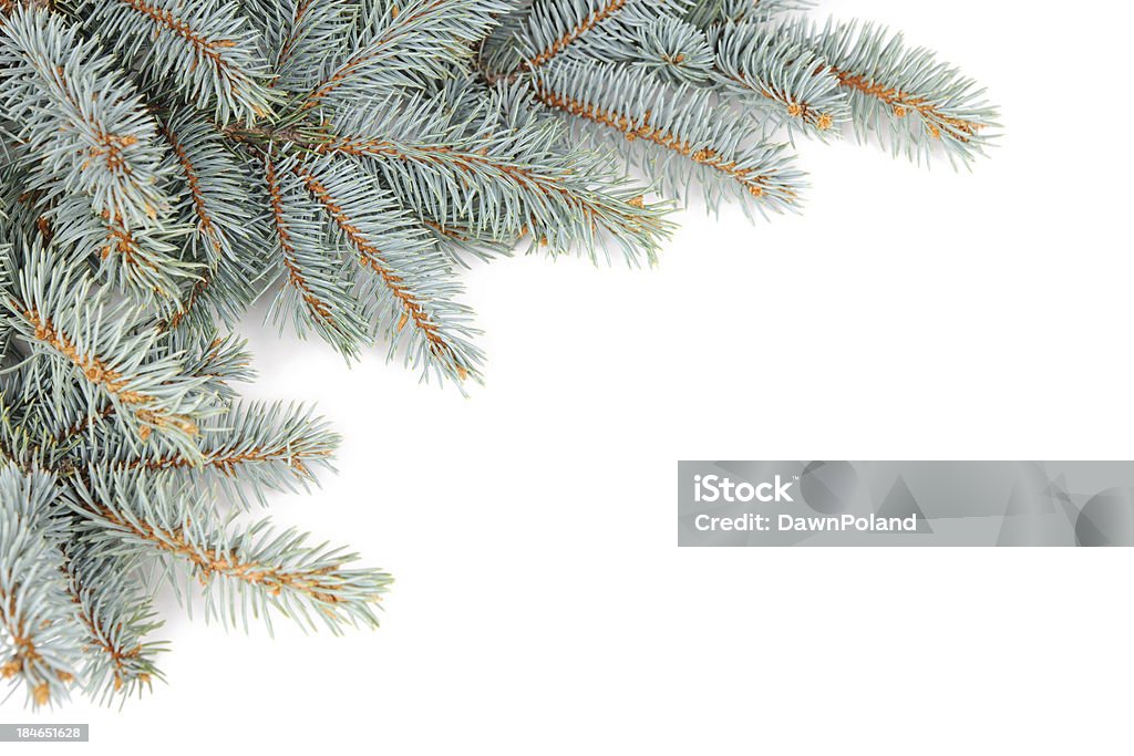 Pine Garland - Foto de stock de Feriado - Evento royalty-free