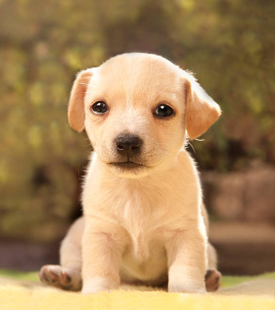 istock Close up portrait of a cute dog 184651785