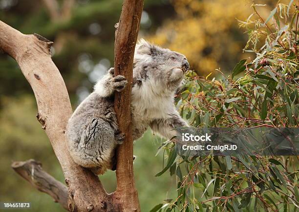 Koala - Fotografie stock e altre immagini di Ambientazione esterna - Ambientazione esterna, Animale, Animale selvatico