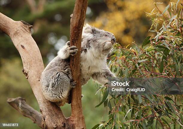コアラ - オーストラリアのストックフォトや画像を多数ご用意 - オーストラリア, コアラ, ワイルドライフ