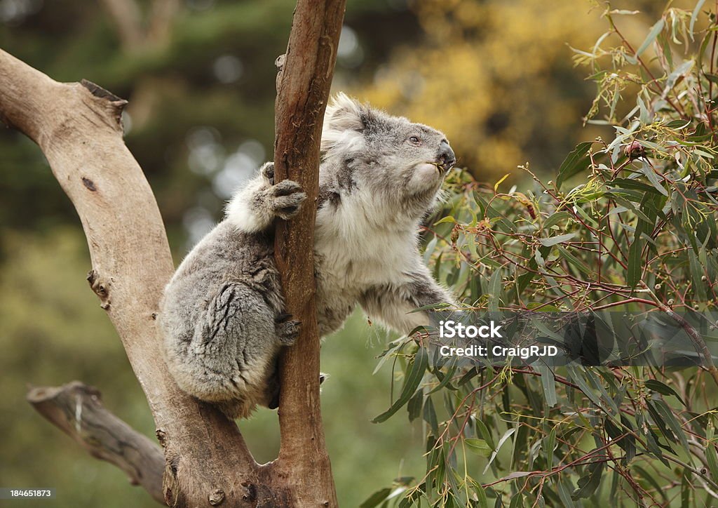 Coala - Royalty-free Animal Foto de stock