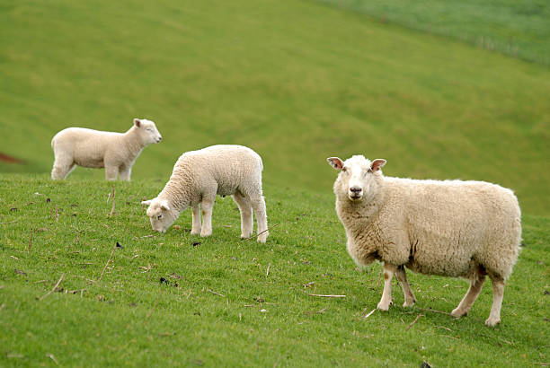 ewe and lambs stock photo