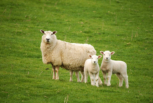 ewe and lambs stock photo