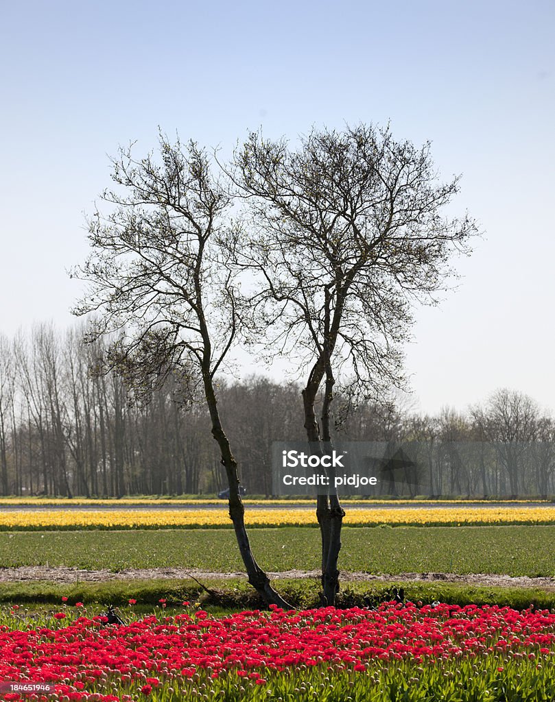 Rote Tulpen und Narzissen in Blumen Feld - Lizenzfrei Blume Stock-Foto