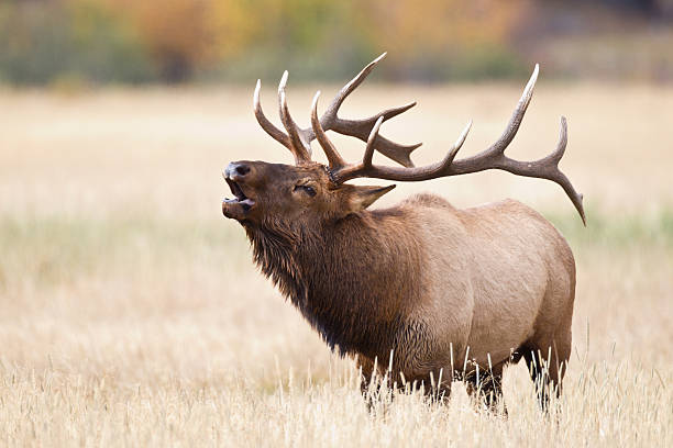 Elk bugling elk in the wild bugling photos stock pictures, royalty-free photos & images