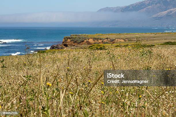 Blumen Und Gras Mit Coast Stockfoto und mehr Bilder von Anhöhe - Anhöhe, Big Sur, Blau