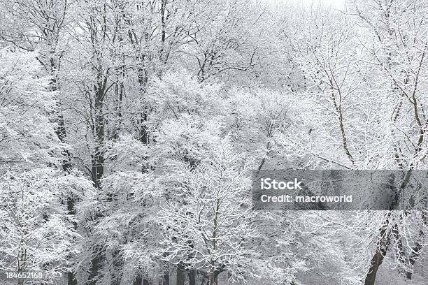 Winter Stockfoto und mehr Bilder von Abstrakt - Abstrakt, Am Rand, Ast - Pflanzenbestandteil