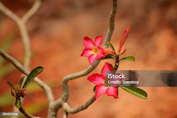Desert Rose Adenium Obesum In Singapore Botanical Garden Stock Photo - Download Image Now
