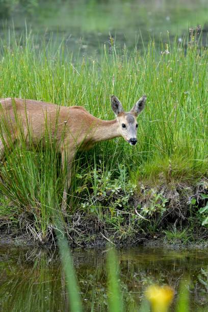 istock Roe deer (Capreolus capreolus) standing in a lush meadow near a tranquil lake 1846523290