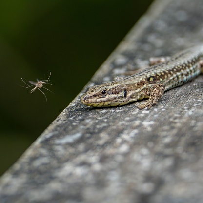 A small wall lizard (Podarcis muralis) perched on a rocky wall, with a tiny insect crawling nearby