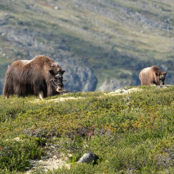 istock Two large Norwegian musk oxen (Ovibos moschatus) standing in a grassy meadow 1846523852
