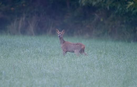 A roe deer (Capreolus capreolus) standing in a field, surrounded by trees in the misty morning fog