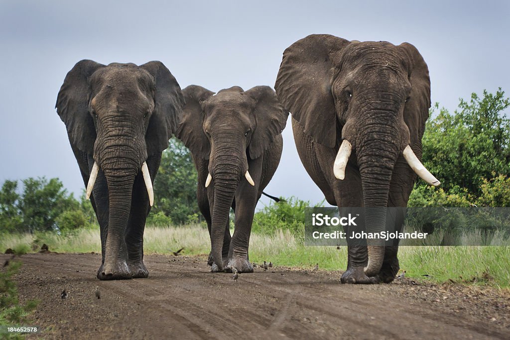 Três grandes elefantes em uma pista de mountain bike - Foto de stock de Parque Nacional de Kruger royalty-free