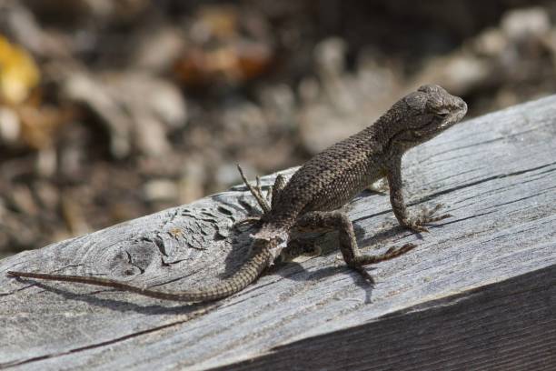 istock Lizard on edge of garden bed 1846529151