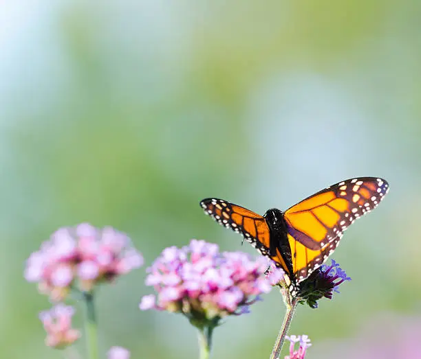 Photo of monarch butterfly taking off