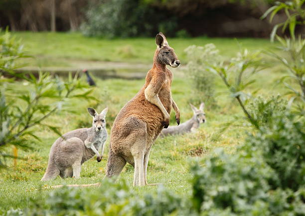 Red Kangaroo Large red kangaroo red kangaroo stock pictures, royalty-free photos & images