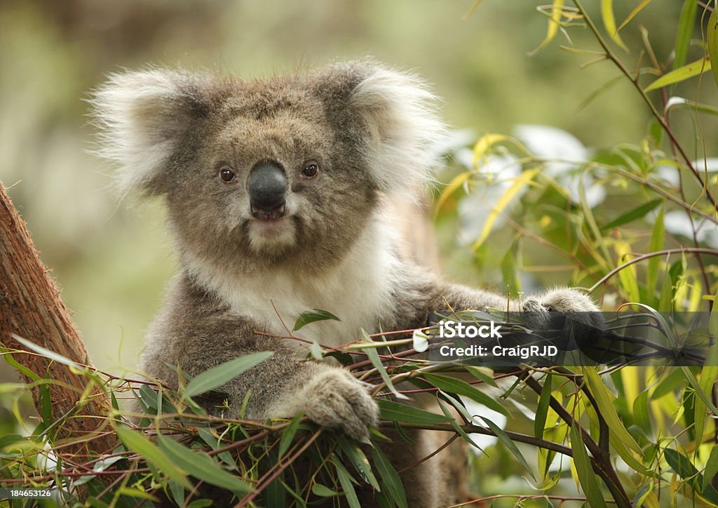 Koala - Zbiór zdjęć royalty-free (Koala)