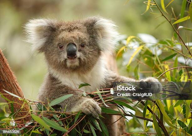Koala - zdjęcia stockowe i więcej obrazów Koala - Koala, Fotografika, Australia