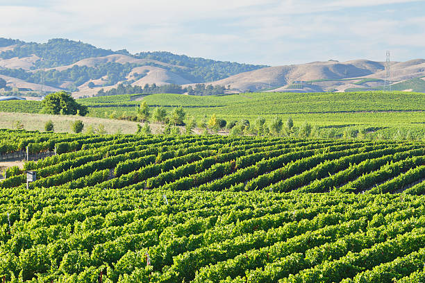 나파 밸리 포도원입니다 - carneros valley napa valley vineyard california 뉴스 사진 이미지