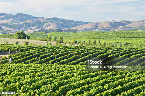 Vale De Napa Vinha - Fotografias de stock e mais imagens de Vale de Napa - Vale de Napa, Vinha, Agricultura