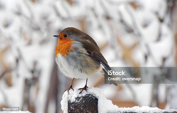 Photo libre de droit de Oiseaux De Noël banque d'images et plus d'images libres de droit de Neige - Neige, Rouge-gorge, Clôture