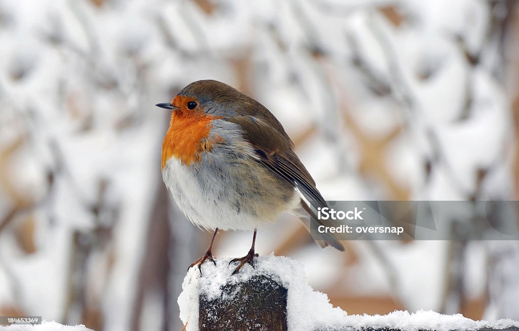 クリスマスホリデーの鳥 - ヨーロッパコマドリのロイヤリティフリーストックフォト