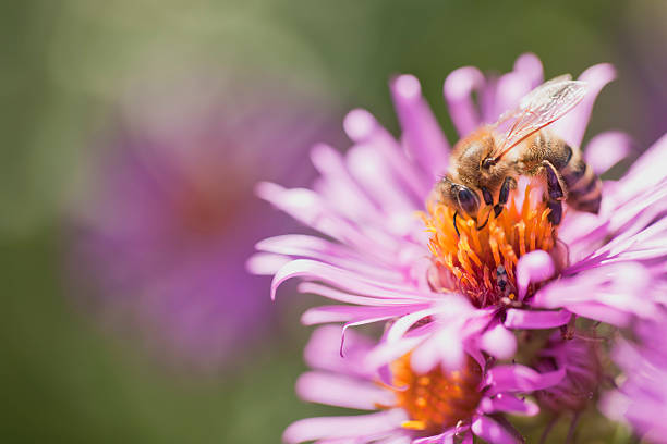 istock Honeybee on New England Aster 184653503
