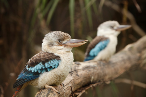 Two blue winged kookaburras