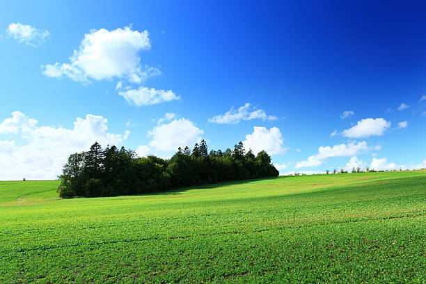 istock Shadows Dancing on Rolling Hills - Green Field Landscape 184653545