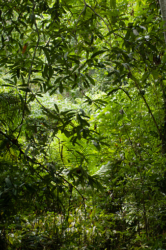 View of the diversity in the rainforest