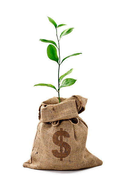 árbol de dinero/bolsa de dinero con dólares - money doesnt grow on trees money tree wealth paper currency fotografías e imágenes de stock