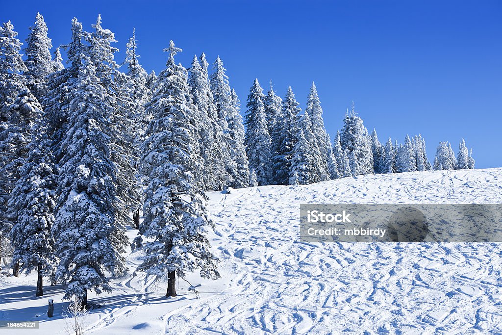 Idílico pista de esquí en invierno - Foto de stock de Abeto Picea libre de derechos