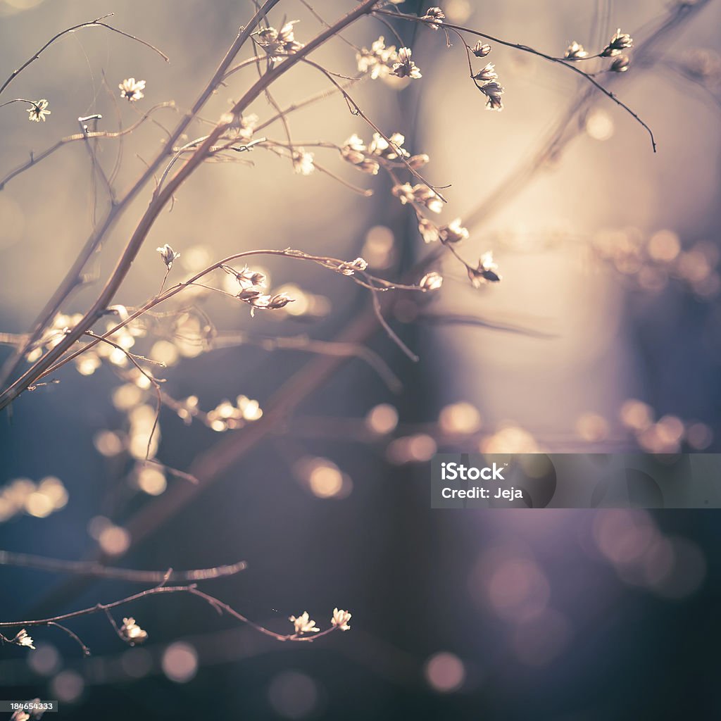 Wildflowers Wildflowers in the forest. Agricultural Field Stock Photo